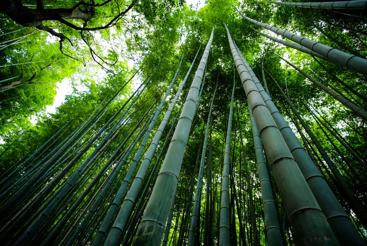 The Secret to Odor-Free Feet:  Why Bamboo Socks Stay Fresher Longer